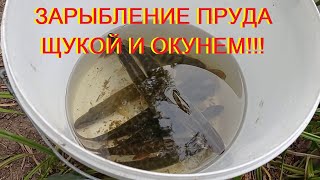 Зарыбление водоема щукой и окунем!!!