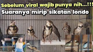 Download Lagu SUARANYA MIRIP SIKATAN LONDO❗❗ WAJIB PUNYA SEBELUM VIRAL❗❗❗ MP3 Download Lagu SUARANYA MIRIP SIKATAN LONDO❗❗ WAJIB PUNYA SEBELUM VIRAL❗❗❗ MP3