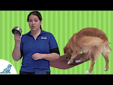 Instructions For Teaching Your Dog To Wait for Food [Expert Opinion]