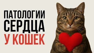 видео: Патологии сердца у кошек | На что важно обратить внимание владельцам картинка: Патологии сердца у кошек | На что важно обратить внимание владельцам