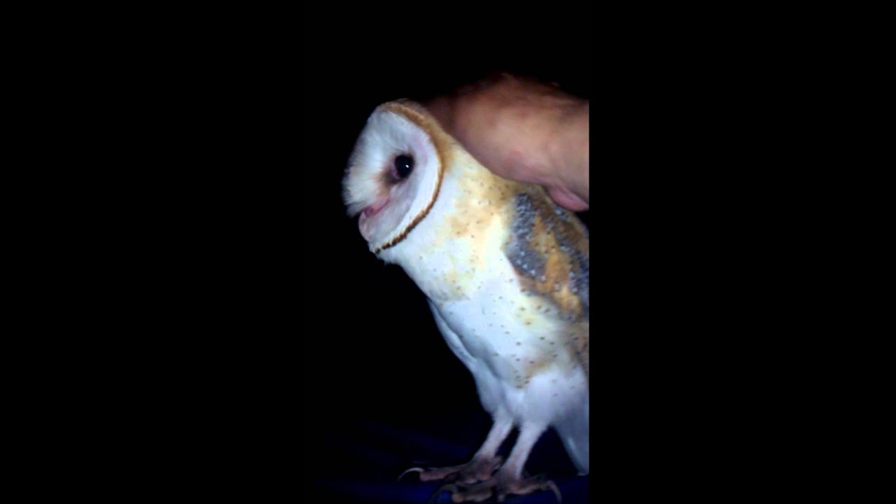 Friendly barn owl in my backyard.