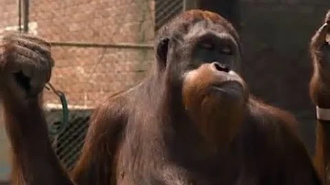 Clyde (Clint Eastwood movie)