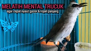 SUARA trucukan gacor tarung ROPEL PANJANG pancingan trucukan agar bunyi JADIKAN trucuk gacor EMOSI