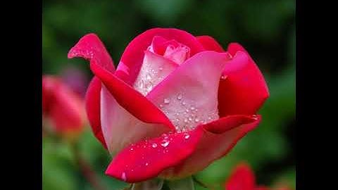 English Stack Ball : 😄 Happy stream | Playing Solo | Streaming with Turnip