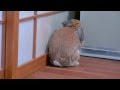 しまった!!見つかってしもた・・・(ウサギのチャップ) Oops. I have been found.