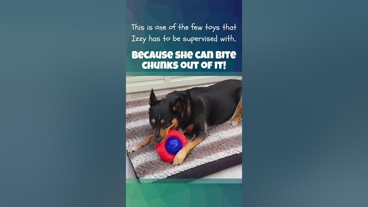 not-the-best-dog-toy-in-the-world-youtube