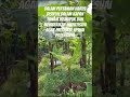Dlm pertanian hrs disiplin kapan pupuk &amp;insektisida diberikan #farming #fruit #agriculture #shorts