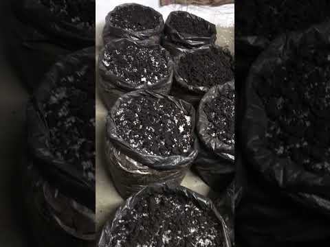 بداية ضهور الفطر مرحلة الانتاج و وضوح انتشار المايسيليوم   فطر زراعة