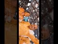 TRENDING HALDI VIDEO 2026
