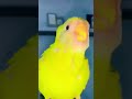 #pets #parrot Short feed