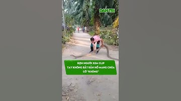 Rợn người xem clip tay không bắt rắn hổ mang chúa cỡ "khủng" #Shorts