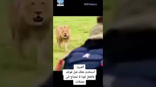 من أجل البقاء | بير غريلز | كيف يلقى القبض على  أسد 🦁✨