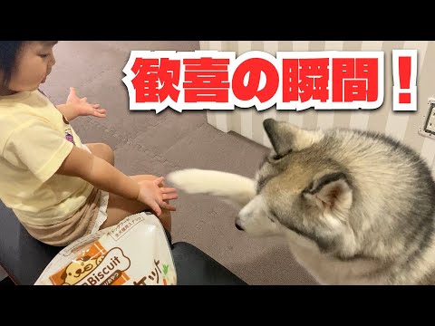 2歳児の妹分「お手!」に従ってあげる優しいシベリアンハスキー