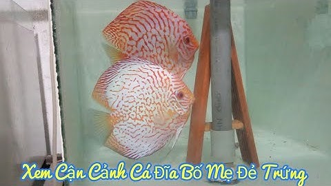 Xem cận cảnh cá đĩa đẻ trứng.