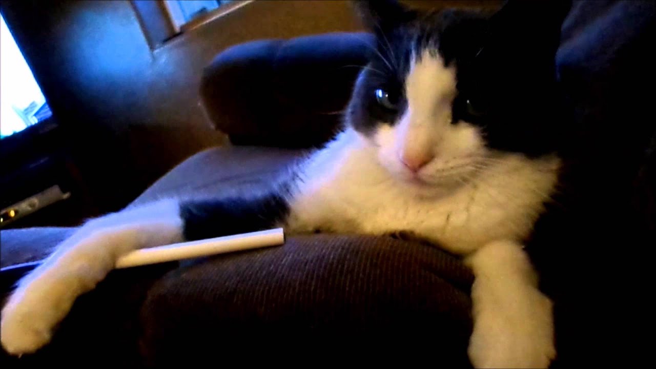 kitty corner episode 2 YouTube