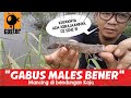 Mancing ikan Gabus Males&quot;males Ngegigit, langsung Telan&quot; di danau koja sungai cikeas part #1