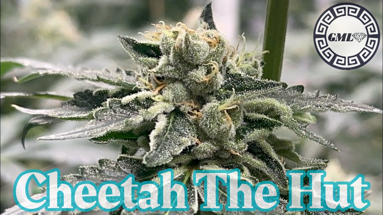 Atlas Seeds. Cheetah The Hut wk 6 flower in rdwc under dual 