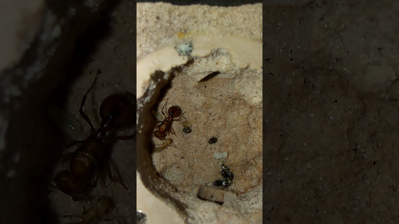 Pogonomyrmex californicus queen and nanitic tending brood