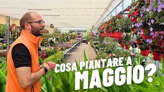 Cosa Piantare a Maggio? Piante fiorite da giardino e balcone perfette adesso.