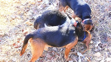 Blue Spring National Forest Rabbit Hunt | Benson