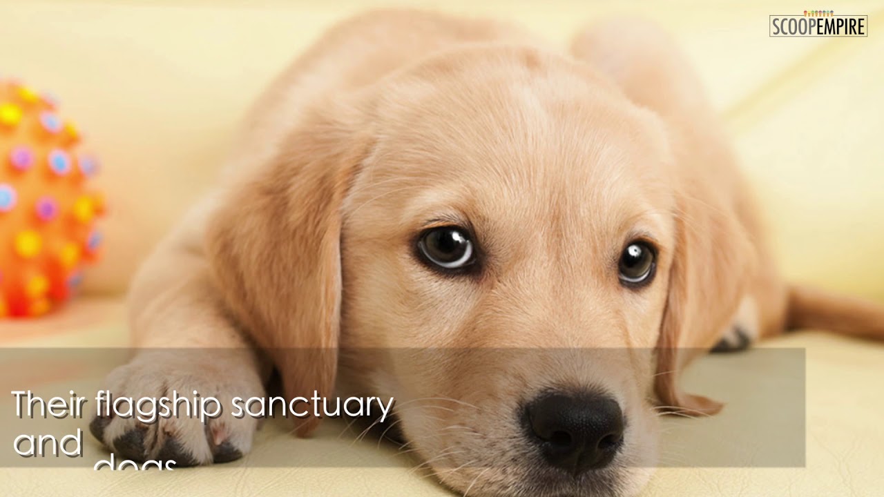 Here are the Superheroes Saving Stray Animals in Syria