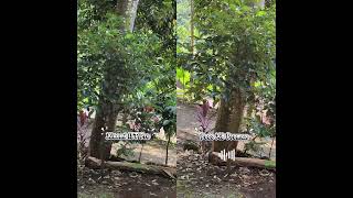 Compare antara Poco X8 Promax dan Xiaomi 15T Pro. #smartphone