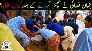 HEAVY Bull Qurbani by Pakhtoon Qasai | Bakra Eid 2021 Eid ul Adha 2021 Eid ul Azha 2021 Qurbani Cows