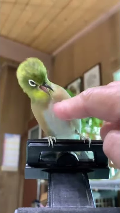 Don't Touch | Bird Touching Reaction | Japanese White Eye | Warbling White Eye
