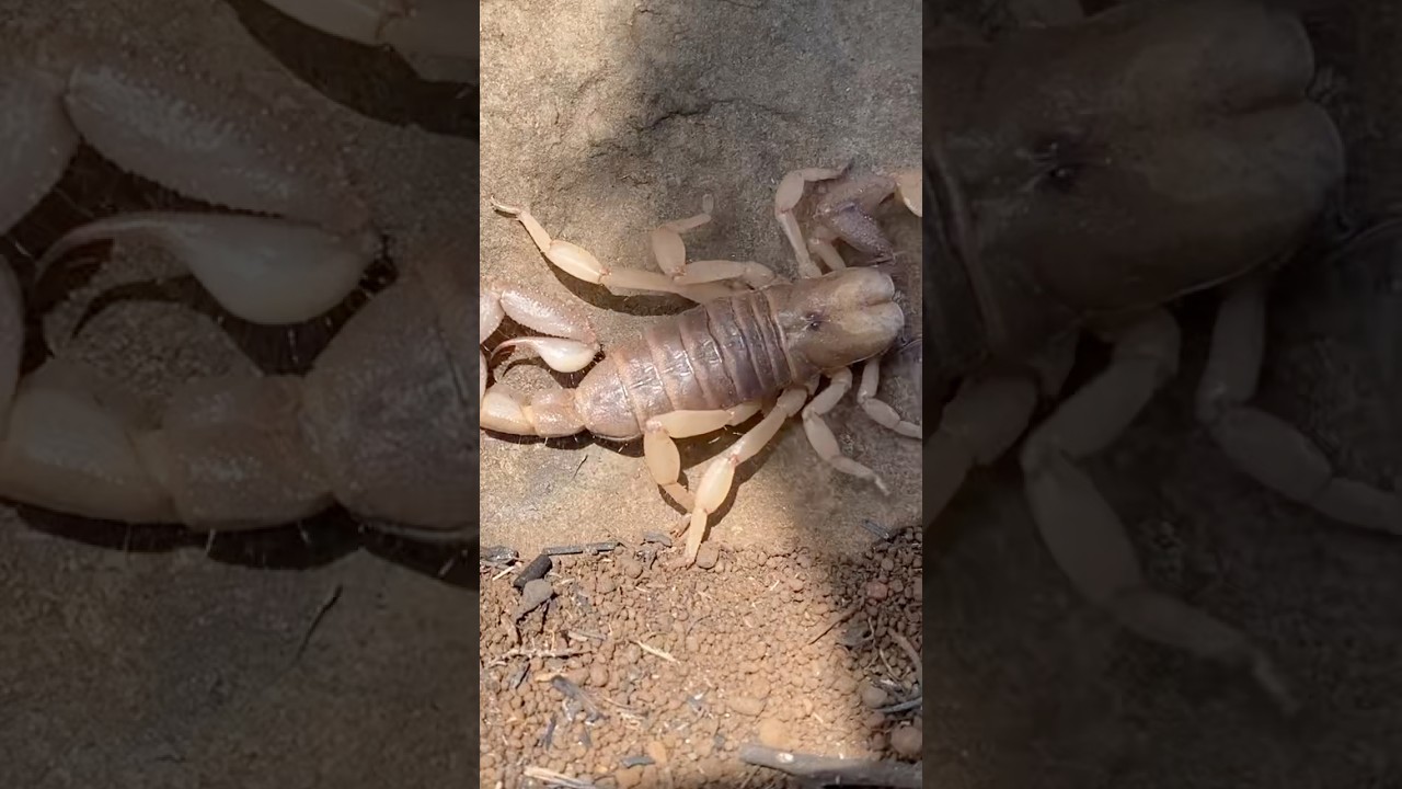 Rare footage! Scorpion…