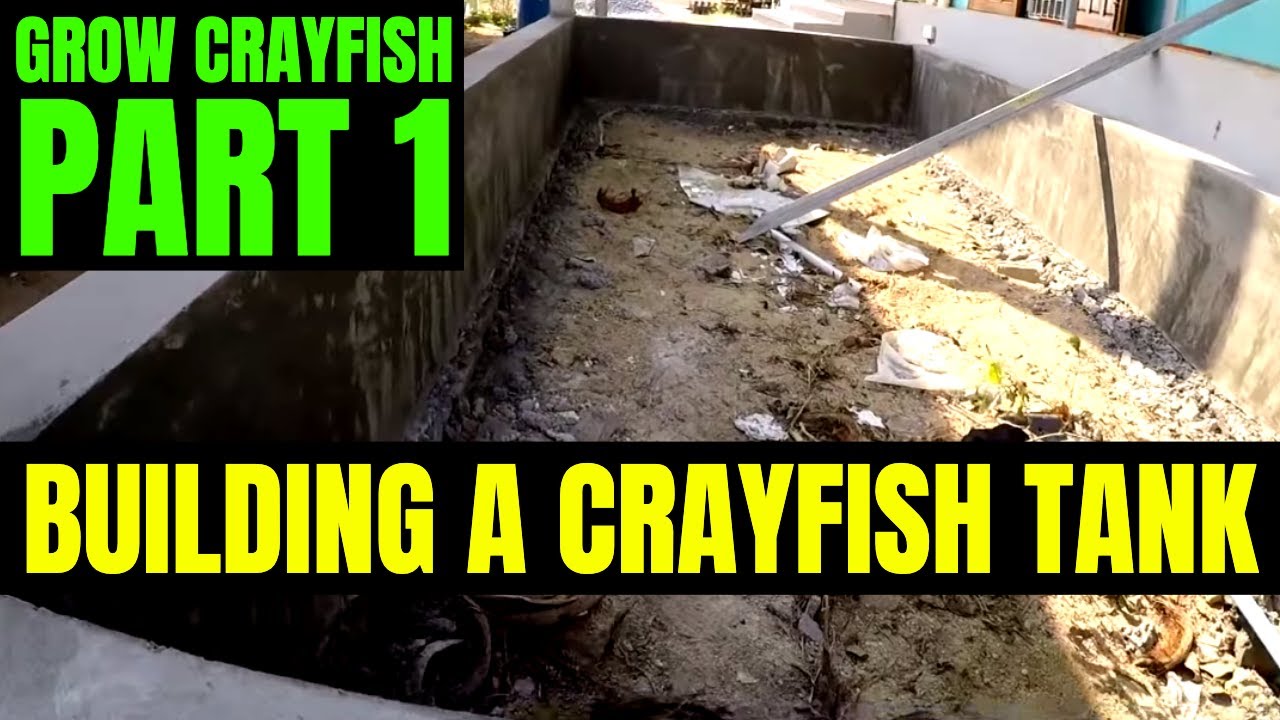 Crayfish Tank Construction Grow Crayfish For Food 1 Youtube