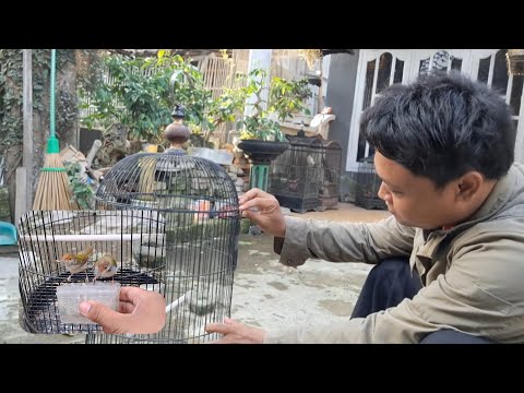Kemarin Gagal direlease, sekarang malah jadi begini, kita rawat saja lah... 🤣