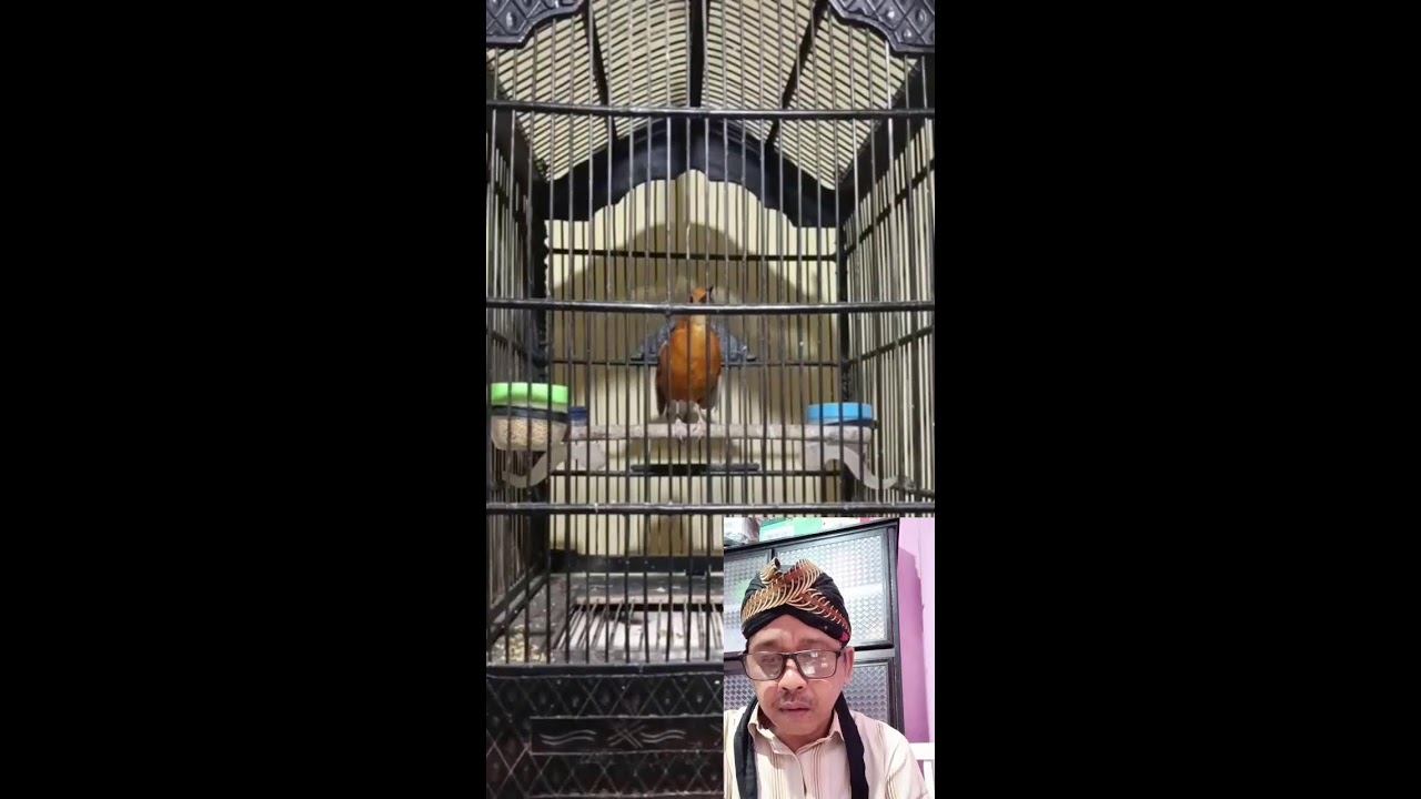 NGEPLONG!!!! - MASTERAN ANIS MERAH