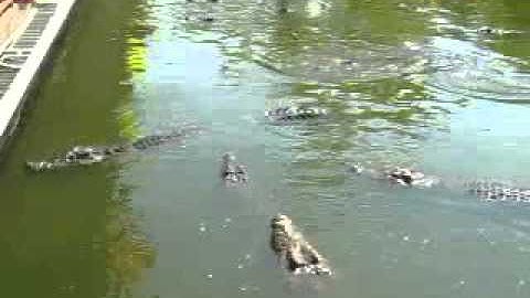 Vương quốc cá sấu suối tiên TPHCM