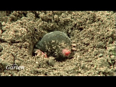 Video: Gemeiner Maulwurf: Beschreibung und Foto