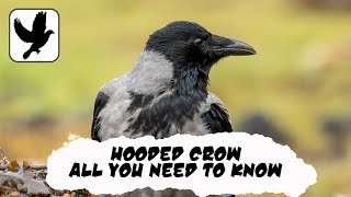 Everything You Need To Know About The Hooded Crow