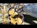 野生の毒サソリの捕まえ方