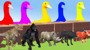 Five Ducks opening Magic Box to choose the right animal