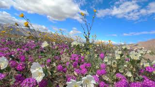 Anza Borrego Desert Flowers    03/08/2024