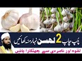 BENEFITS OF GARLIC LEHSAN KE FAWAYID MOHAMMED THALHA RASHADI OFFICIAL BENEFITS OF GARLIC LEHSAN KE FAWAYID MOHAMMED THALHA RASHADI OFFICIAL