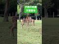 子鹿ちゃんの楽園、早朝の奈良公園浮雲園地。　#shorts #子鹿 #fawn #奈良公園 #奈良の鹿