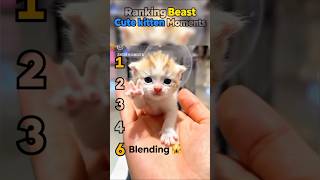 Ranking Best Cute kittens Moments🤗🎯
