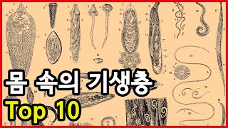 우리몸에 기생하는 대표적 기생충 Top 9