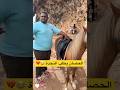 أمان يركب حصان في صلالة أمان يركب حصان في صلالة