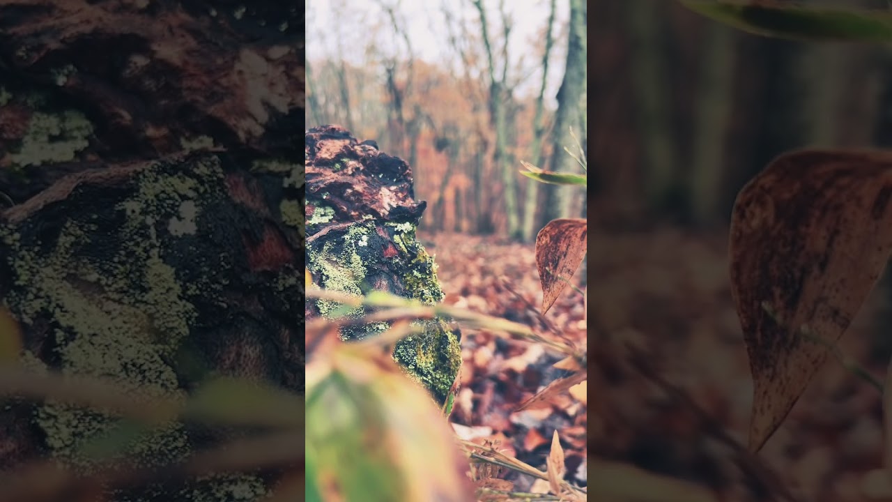 Gorgeous forest 2￼