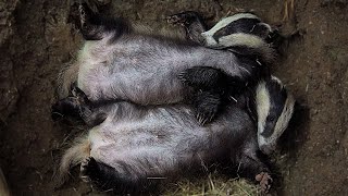 Adorable Way Badger Cubs Cuddle up to Sleep | Discover Wildlife | Robert E Fuller by Robert E Fuller 360,199 views 1 month ago 1 minute, 21 seconds