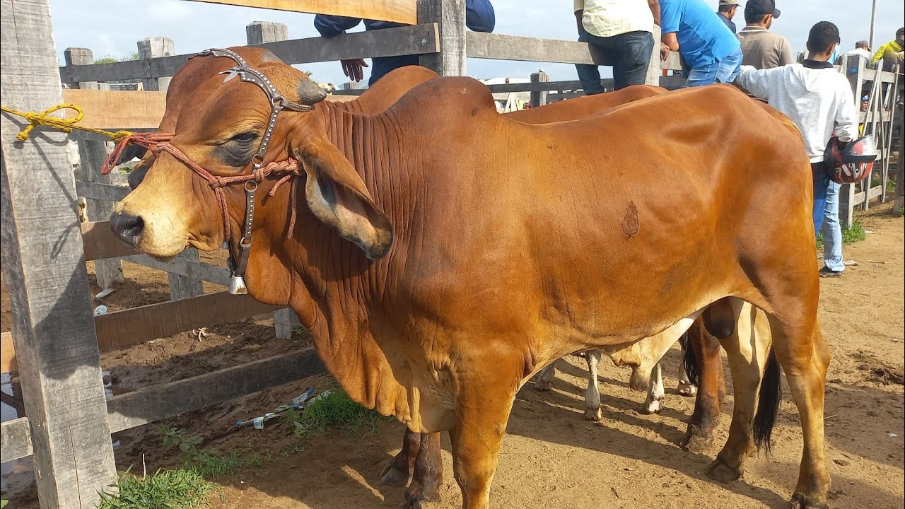 Feira de gado. Pareias de boi em Dois Riachos 04/03/26#nordeste