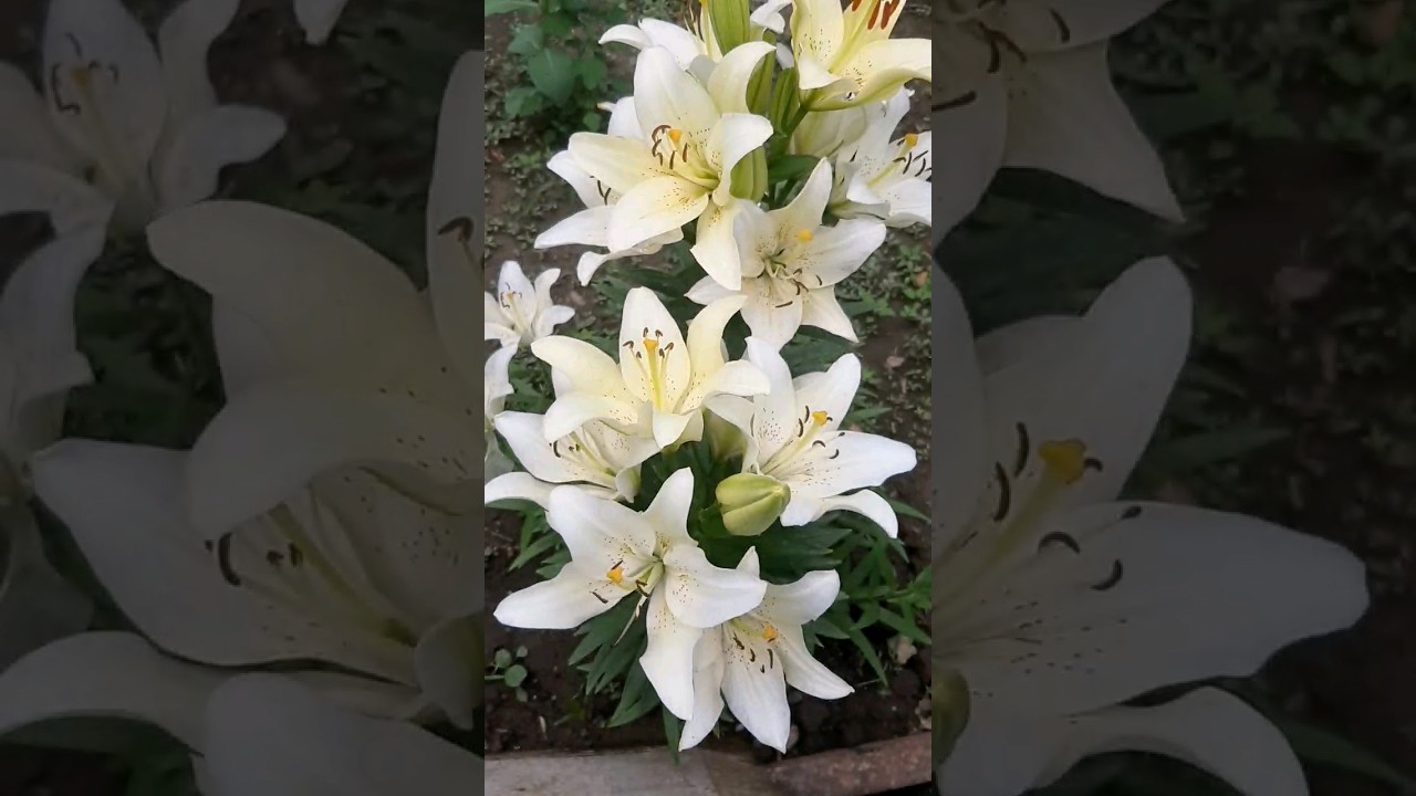 Flower Vocabulary | Royal Lylies | Special English 