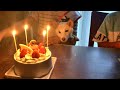 飼い主の誕生日でロウソクの灯りを見たら優しくなった柴犬ノンくん