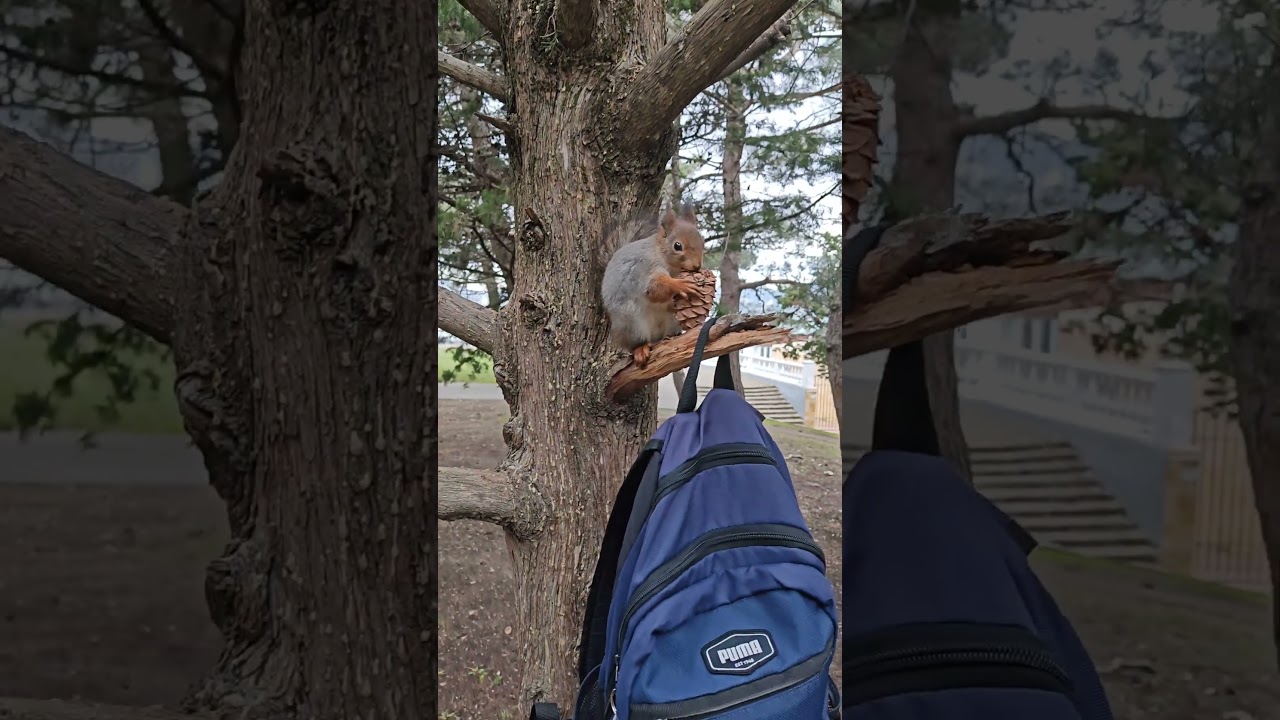 самые вкусные шишки😁the most delicious pine cones 