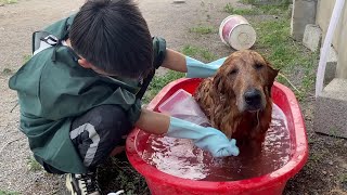 Disabled Den Retriever With Severe Skin Disease Is Taking A Bath